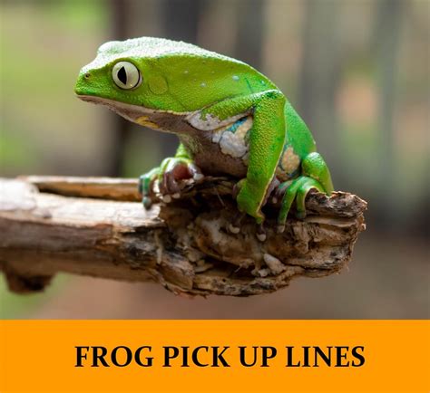 the pick|pick the frog.